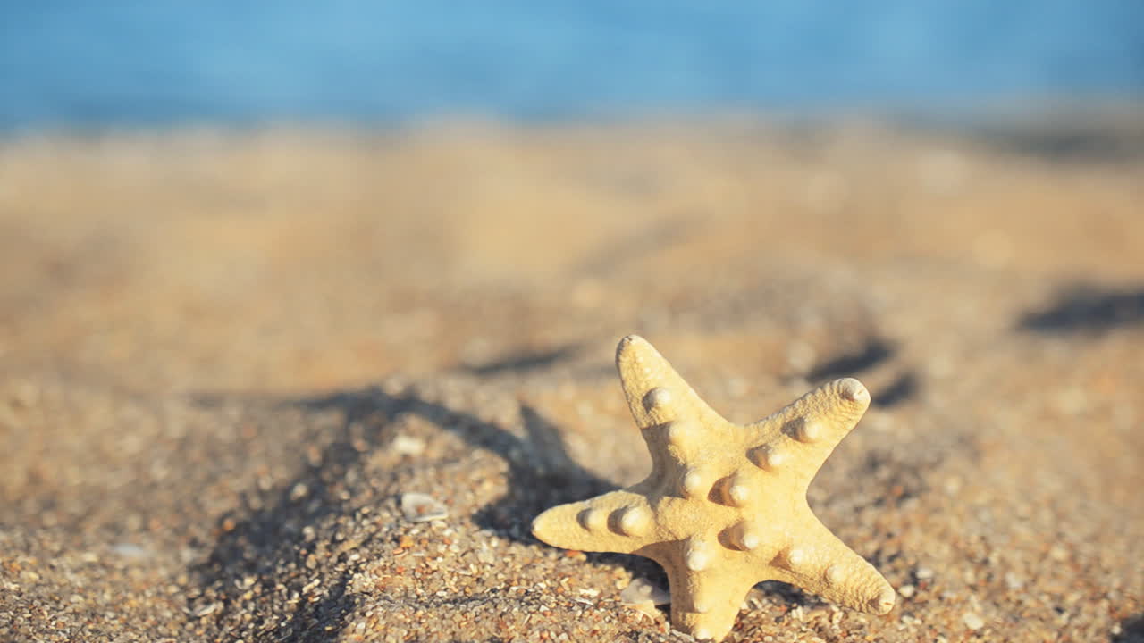 Shells on the beach. Shooting on the beach