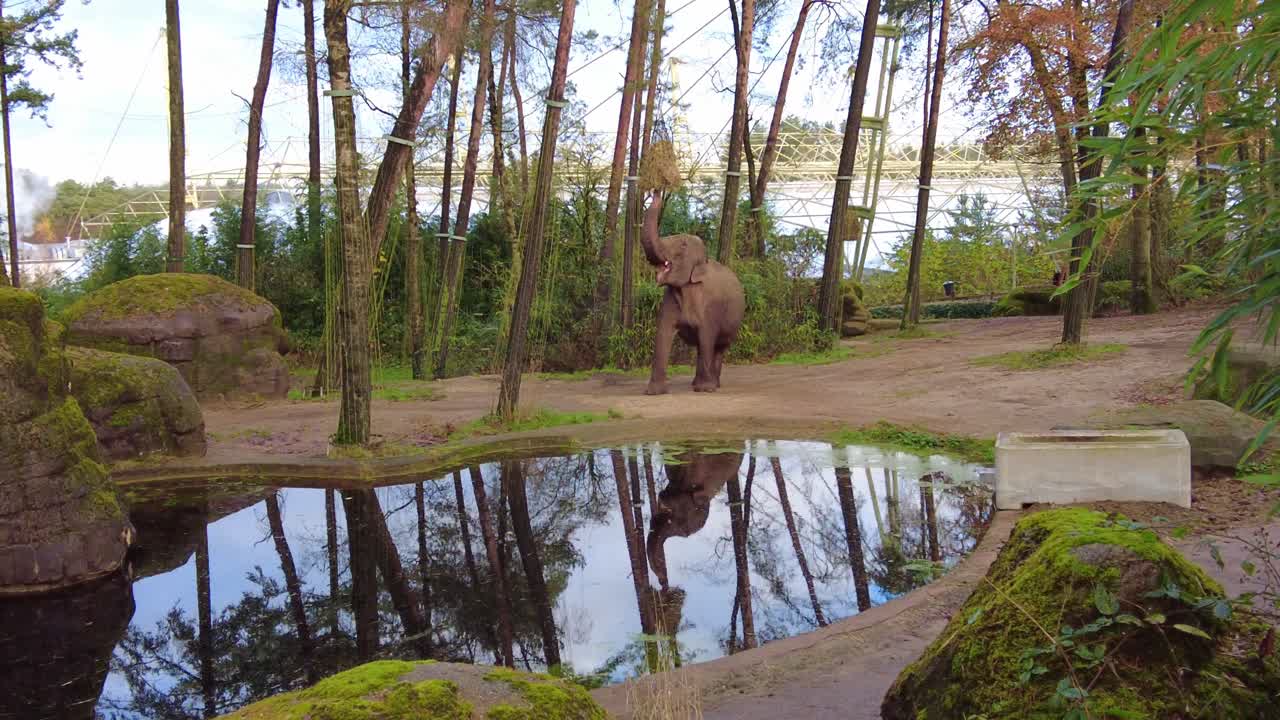 elefante asiático comiendo con su trompa junto al pozo de agua en el zoológico real de hamburguesas en arnhem, países bajos