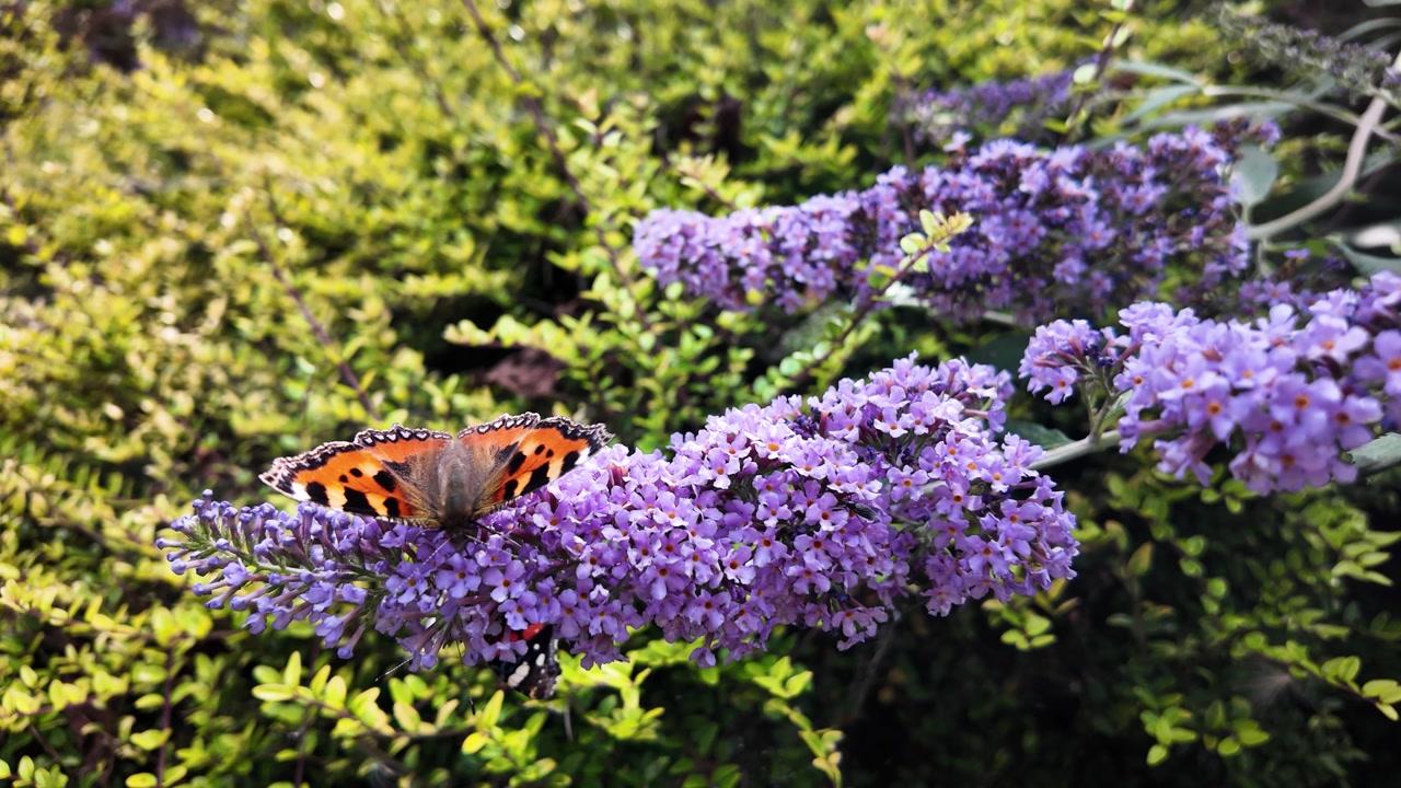 Butterfly resting on blooming lavender in a lush green outdoor surrounding.