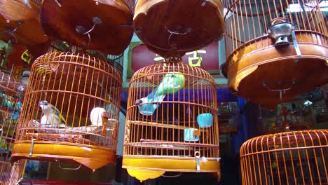 birds in wooden cages are offered for sale in a hong kong china pet market 1