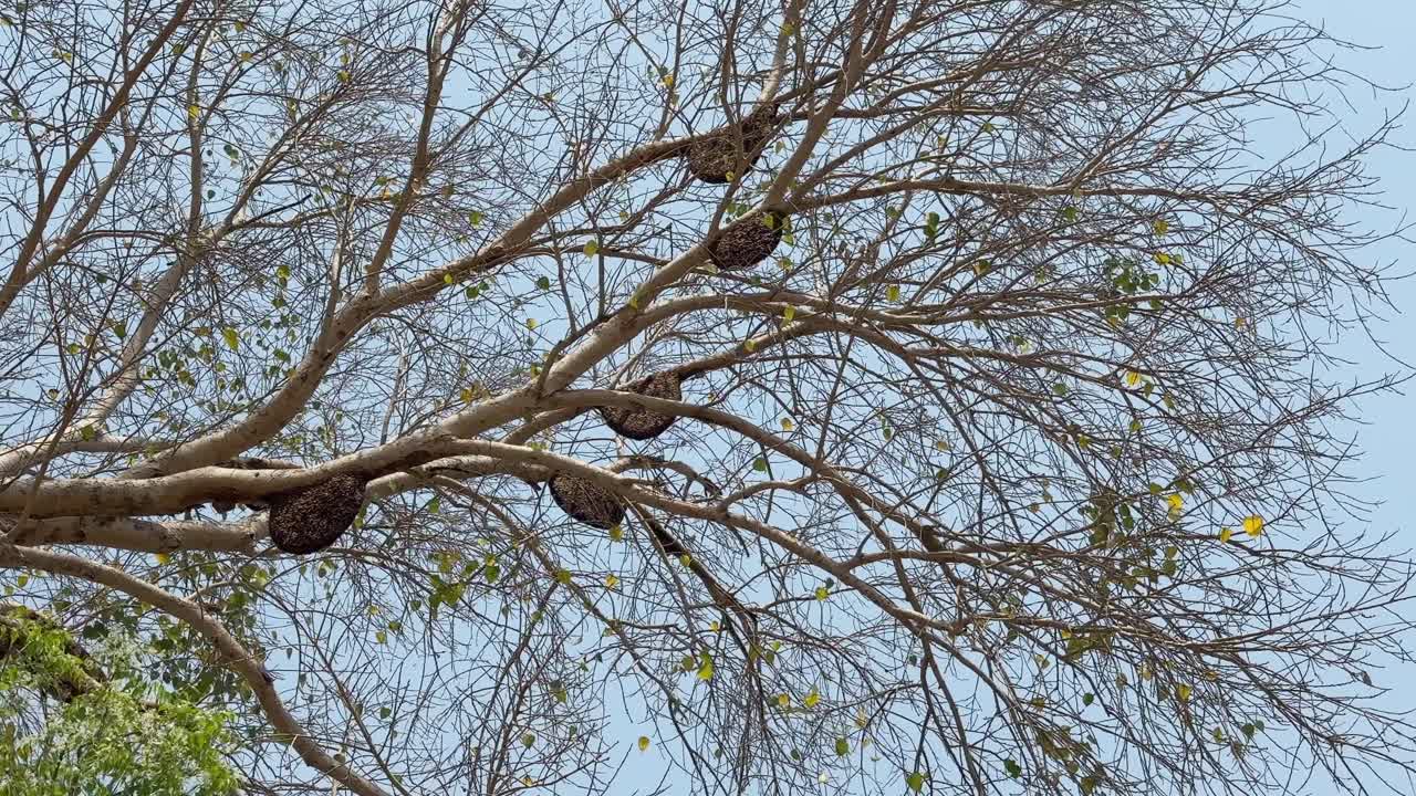 Huge natural beehive hanging from the peepal tree