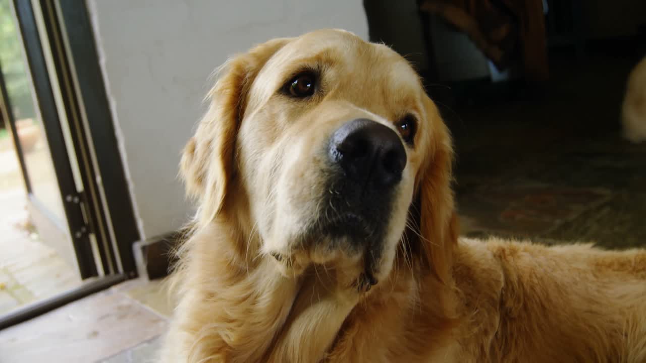 바닥에 앉아있는 개 4k