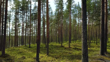 Vista-Aérea-Del-Bosque-En-Finlandia.-Hermosa-Naturaleza-De-Finlandia.