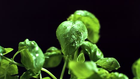 basil leaves water drops 4k super slow motion 500 fps