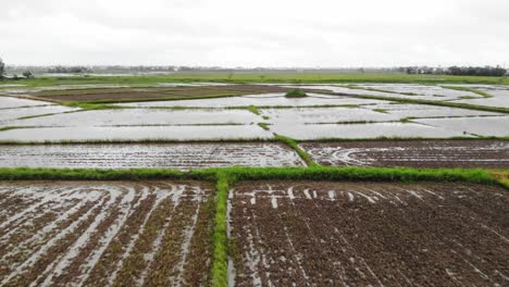 Volar-Sobre-Vastos-Campos-De-Arroz-En-Hoi-An,-Quang-Nam,-Vietnam