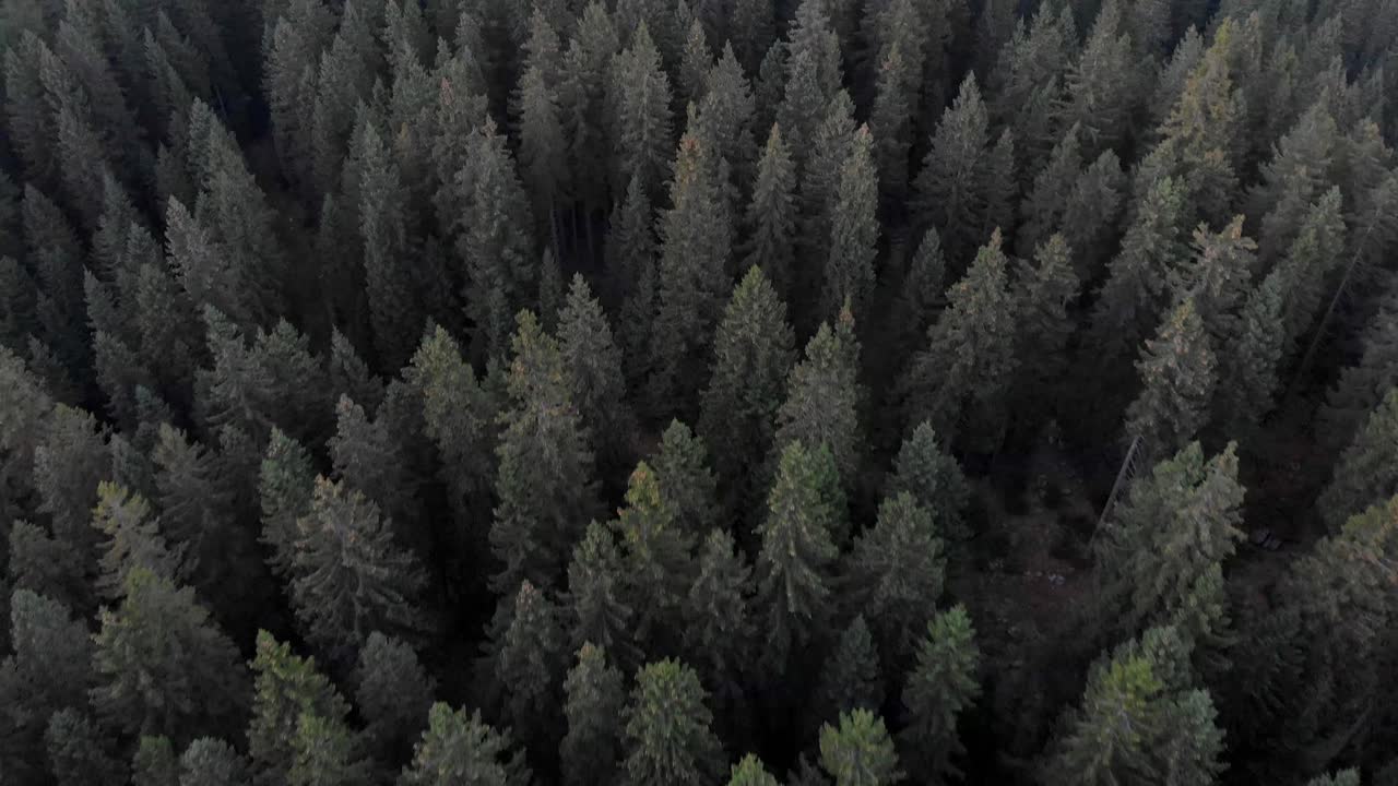 Top-down view of thick pine woods and forest landscape, Velika Planina, Kamnik, Slovenia