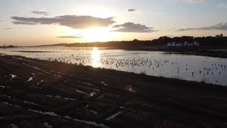 Drone-De-Aves-Al-Atardecer-Disparado-En-Portugal