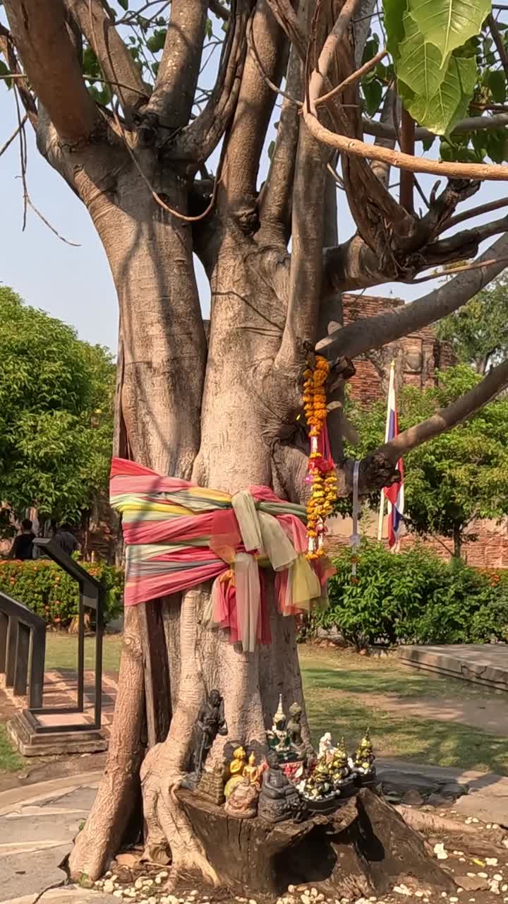 persona realizando un ritual alrededor de un árbol sagrado