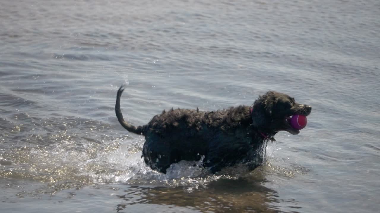 Slow motion, canine playtime scenery, ball fetching Spaniel, water fun