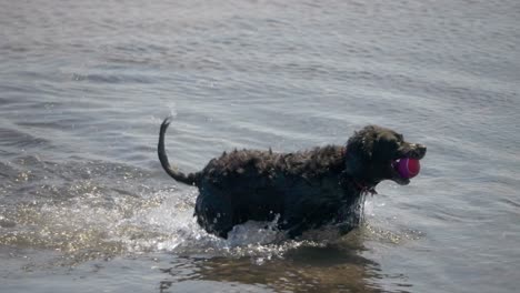 slow motion, canine playtime scenery, ball fetching spaniel, water fun