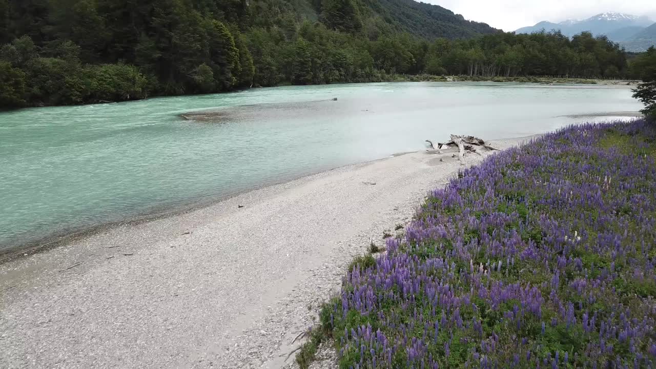 꽃이 만발한 루핀의 조감도