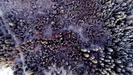 aerial riser over white forest tree canopy covered in fresh winter snow