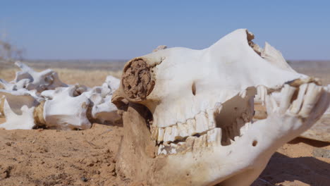 un esqueleto de dromedario en el desierto de mauritania