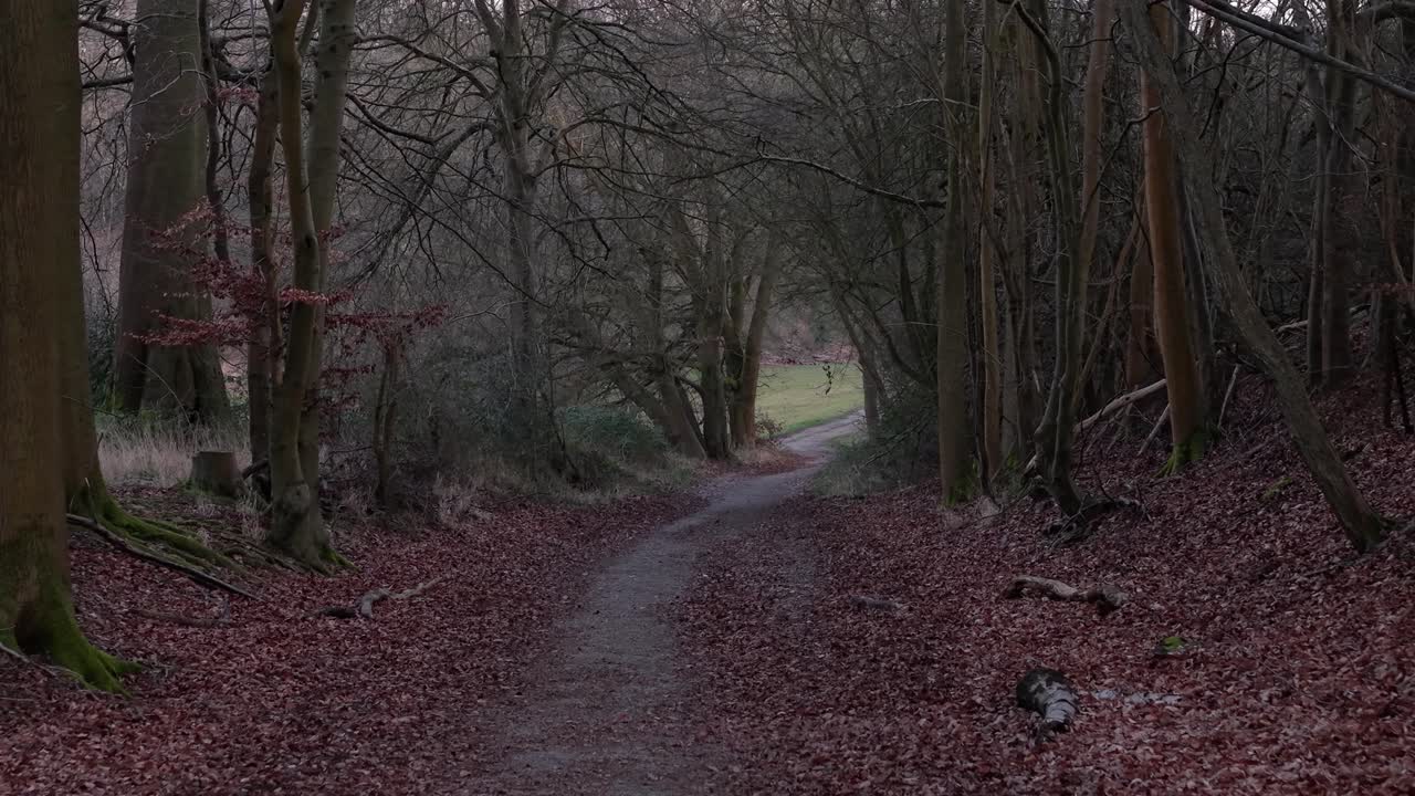 Peaceful forest path in Hertfordshire near Ashridge House, offering tranquility