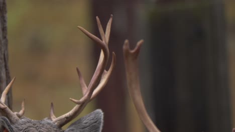 brown antlers of a reindeer creating a nest like structure in the air