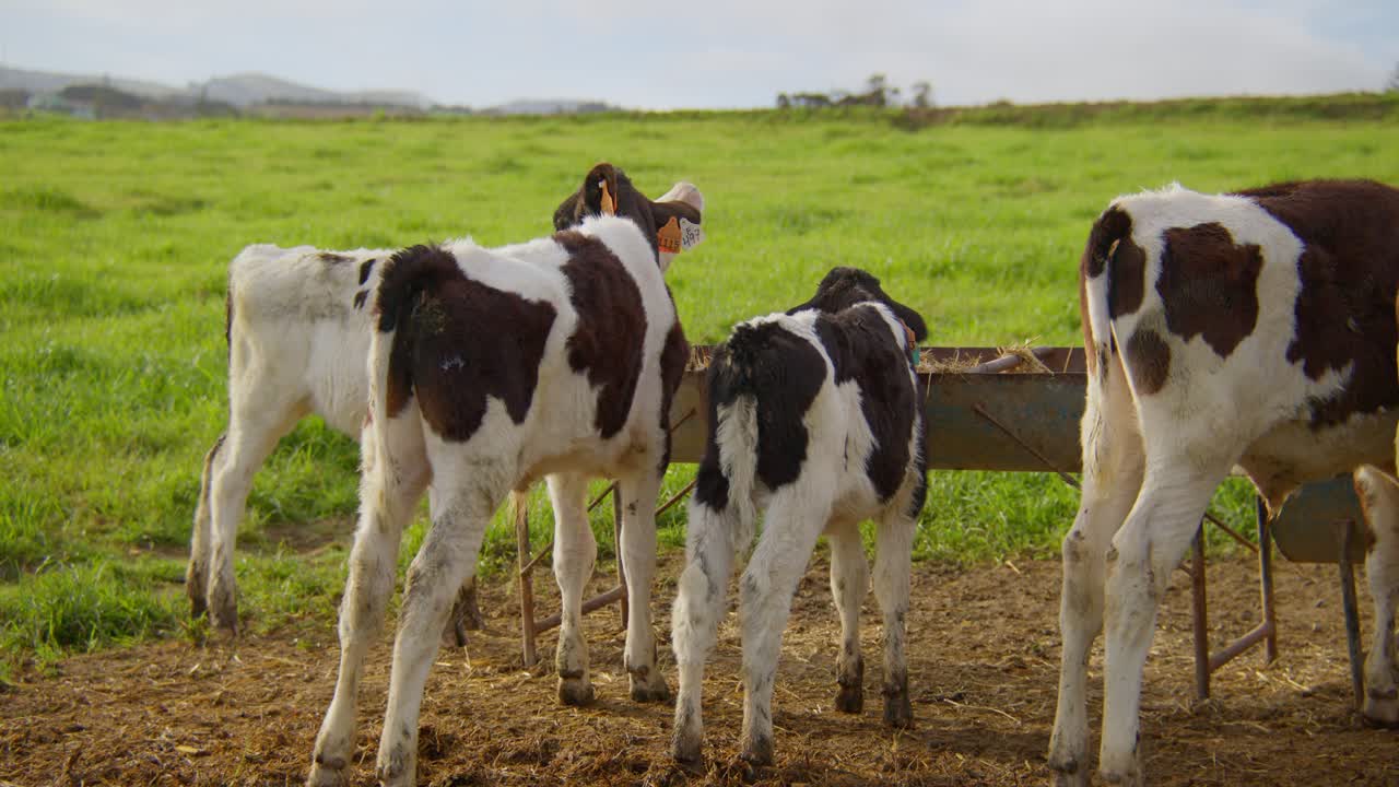 vacas jóvenes comiendo heno en un día soleado