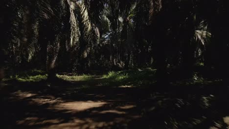 Vuelo-Rápido-De-Drones-A-Través-De-Un-Oscuro-Bosque-Tropical-De-Palmeras.