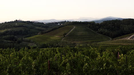 vineyards in the italian countryside at sunset
