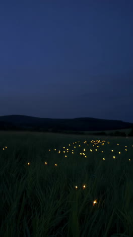 fireflies in a field at night