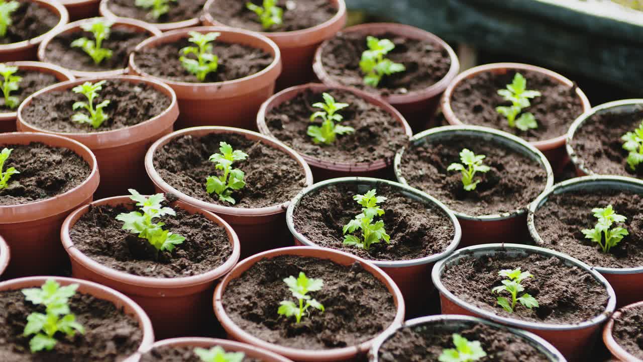 Jovens Mudas Verdes Crescendo em Pequenos Vasos
