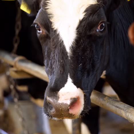 dairy cows feeding on farm