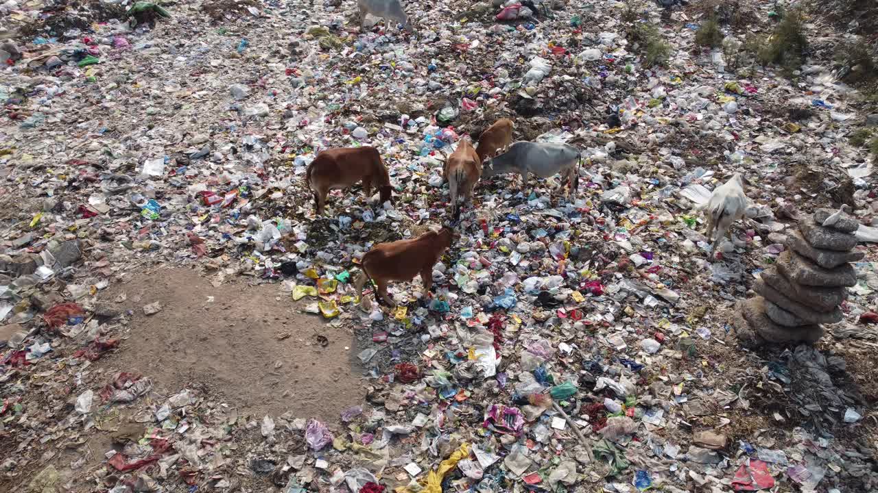 A lot of plastic is lying in the dustbin and various animals, cows and other birds are gathering food from it