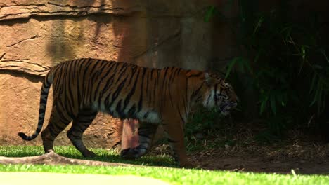 exotic sumatra tiger, panthera tigris sondaica walking across the park, critically endangered wildlife species due to habitat loss