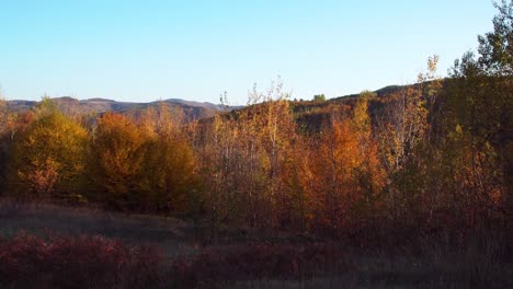 amplia vista del colorido follaje en el bosque de hoia durante el otoño en cluj-napoca, transilvania, rumania