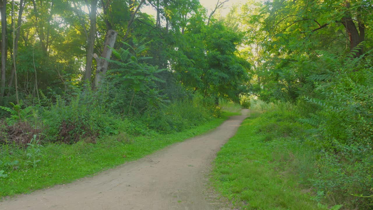 A dirt path winds through a lush green forest on a calm summer afternoon