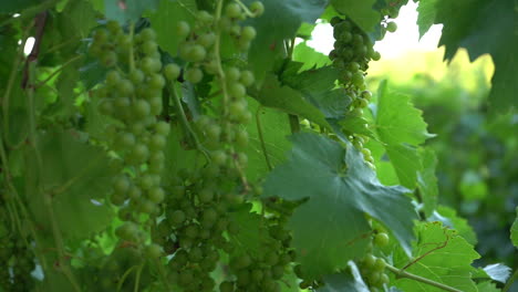 green grapes on a vineyard