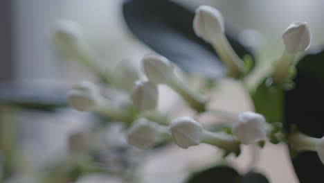 white flower buds before blooming in early spring, close up view