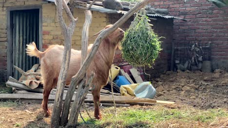 a goat eating some freshly cut grass hanging in a bundle from a tree