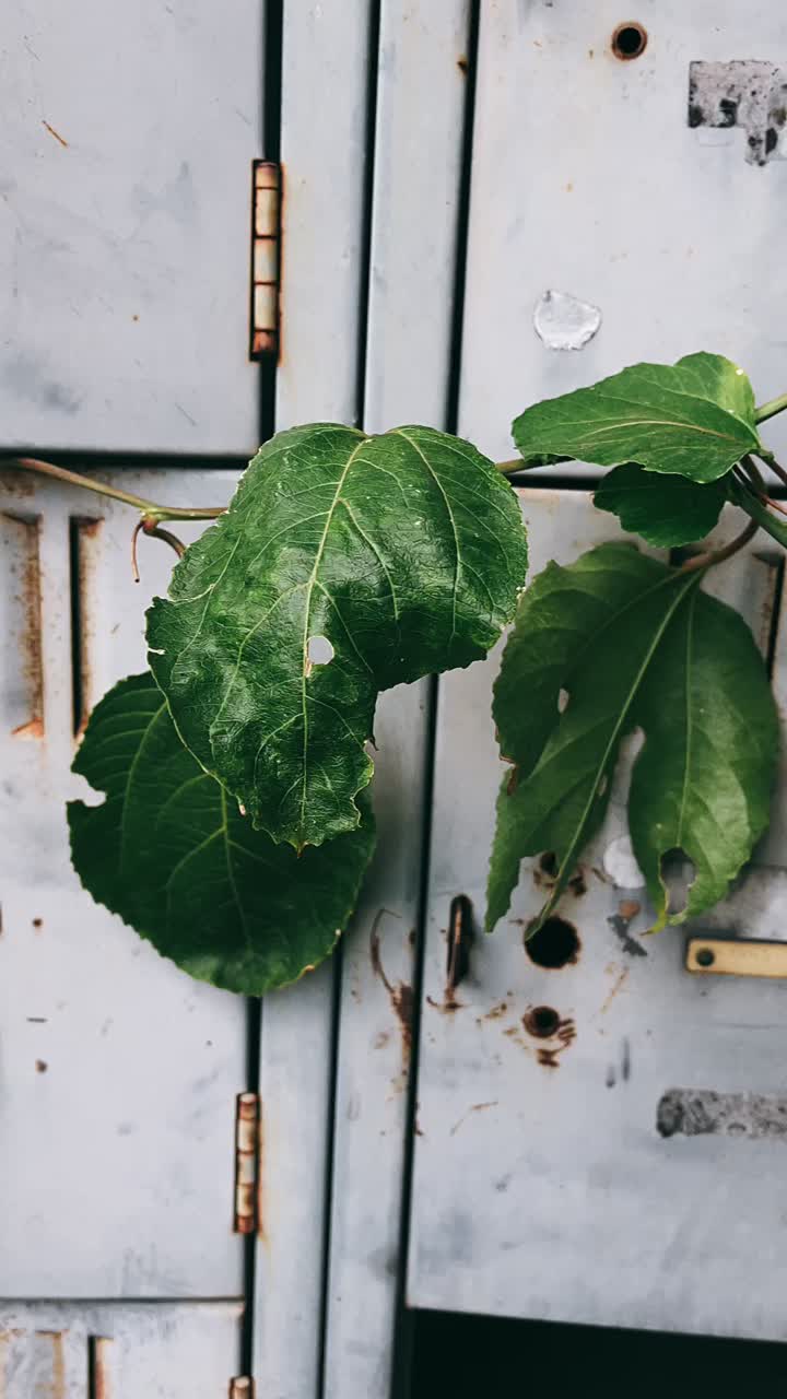 Overgrown Metal Lockers