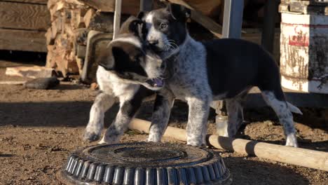 Adorable-playful-pair-of-puppies-play-fighting-each-other-mischievous-teasing-biting