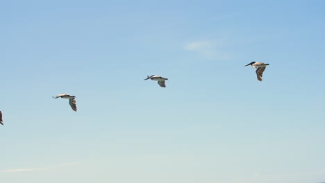 flock of pelicans flying over the ocean