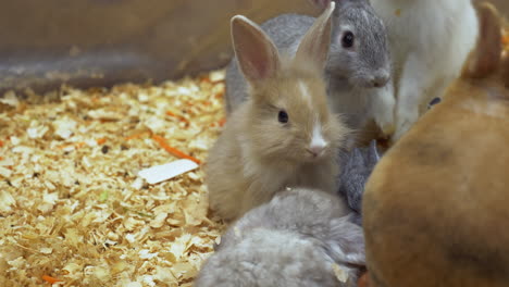 In-Einem-Käfig-Zusammengedrängte-Kaninchen-Fressen-Und-Knabbern-Gemüse-Wie-Karottenstreifen-In-Einem-Zoo-In-Bangkok,-Thailand