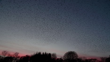 Murmullo-De-Estorninos-Contra-El-Cielo-De-La-Tarde-De-Invierno-Justo-Después-Del-Atardecer