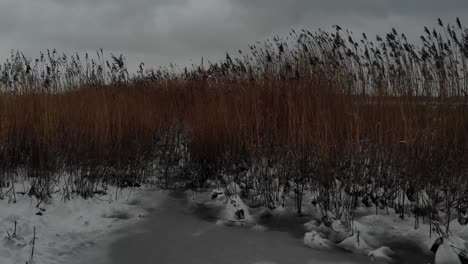 Scenery Of Golden Reeds On Snowy Foreground By The Frozen Lake At Dusk. - Medium Shot