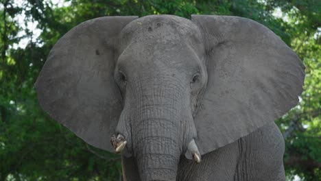 head shot of a majestic african elephant walking in slow motion with green vegetation in the background