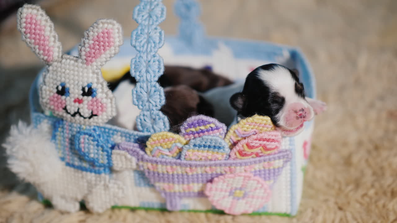 부활절 달걀 01 근처 신생아 강아지