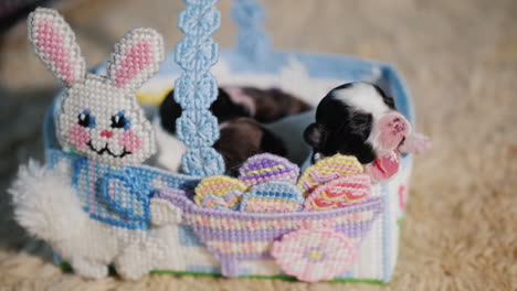 Newborn-Puppy-Near-Easter-Eggs-01