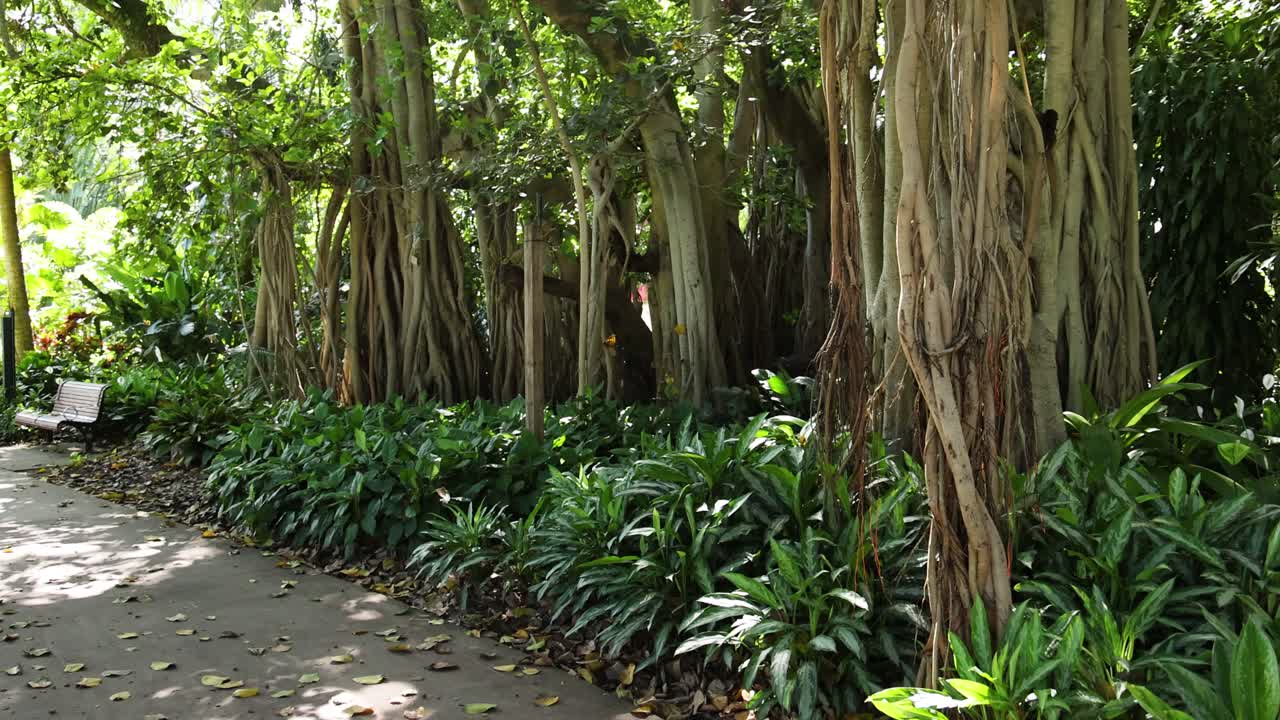 바냐나 나무 가 있는 열대 정원