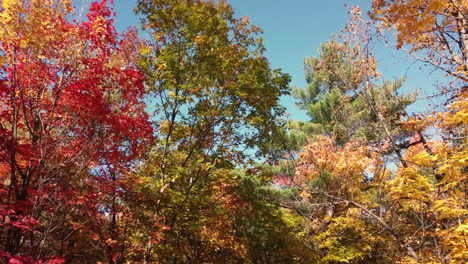 Herbstlandschaft-Mit-Bunten-Blättern-An-Einem-Sonnigen-Tag