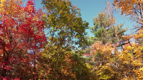 autumn landscape with colorful leaves on a sunny day