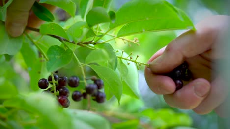 a pair of hands carefully picks chokecherries from a tree in summer.  4k shot in 60fps and slowed to half speed.