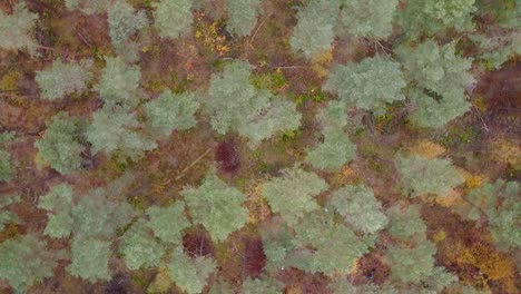 aerial top view of lush green, straight trees in needle tree forest in hamburg, germany