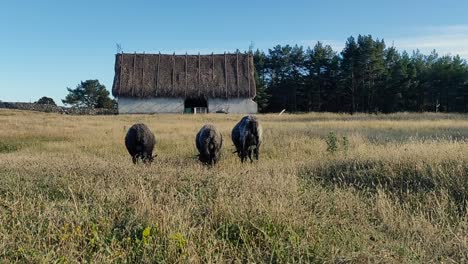 tradtional house and sheep herding in gotland