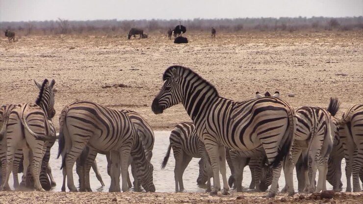 Mandria di zebre delle pianure che beve da una pozza d'acqua in una giornata secca e ventosa.