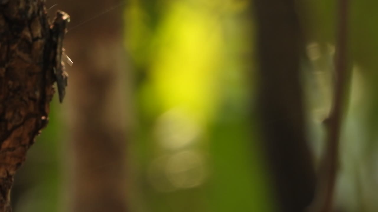 mosquitos disfrutando - colgando