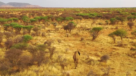 Magnificent-drone-aerial-over-a-solo-beautiful-elephant-walking-on-the-savannah-in-Africa-at-sunset-on-safari-in-Erindi-Park-Namibia-1